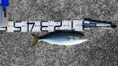 10/5釣果ハマチメバルハゲデカアジ豆アジ…