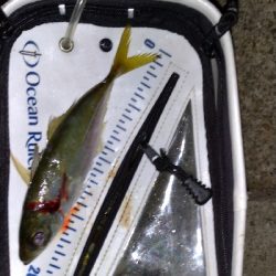 今日も豆アジ。