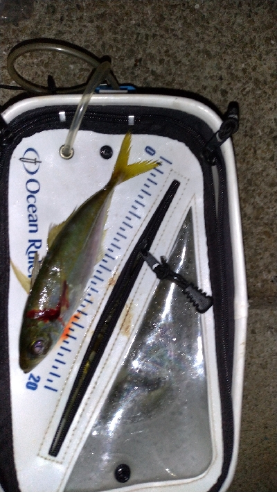 今日も豆アジ。