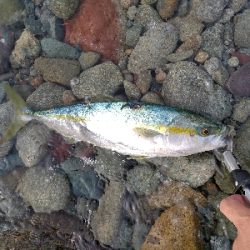 タイドミノー爆発!