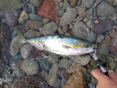 タイドミノー爆発!