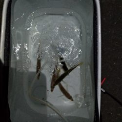 遠投しても豆アジ