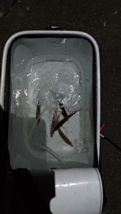 遠投しても豆アジ