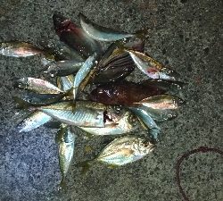 10/14釣果デカアジ大漁豆アジガシラメッキ