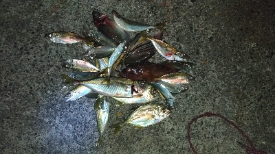 10/14釣果デカアジ大漁豆アジガシラメッ…