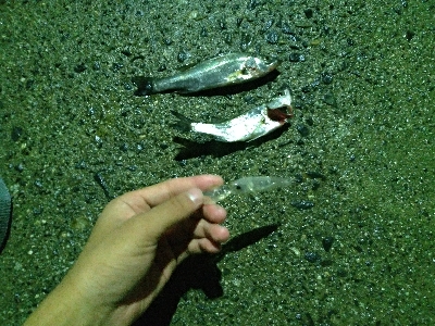 透明プラグ良か