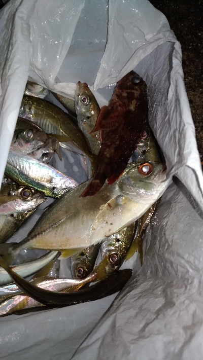10/22釣果豆アジ大漁。他は渋スギ