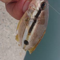 デイアジングで久しぶりのアジ