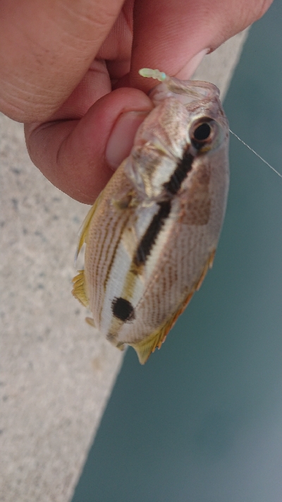 デイアジングで久しぶりのアジ