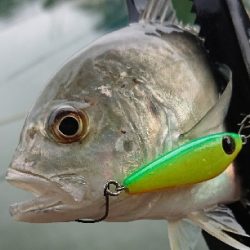 トップゲームのメッキそろそろ終演