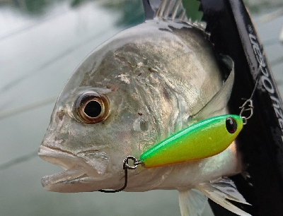 トップゲームのメッキそろそろ終演