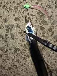 タチウオ釣れてます！