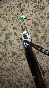 タチウオ釣れてます！