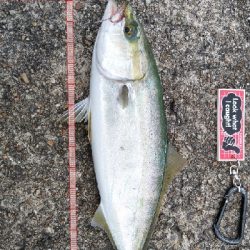 ノマセでハマチ？