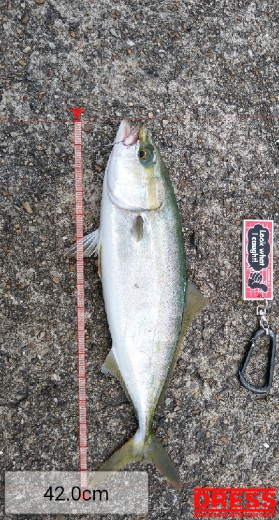 ノマセでハマチ？