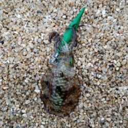 シャローでエギング