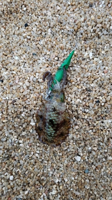 シャローでエギング