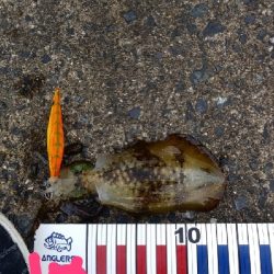 エギングとショアジギング③