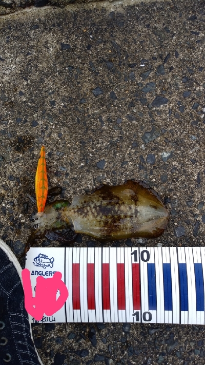 エギングとショアジギング③