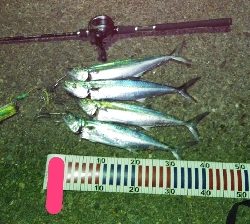 ショアジギングにて