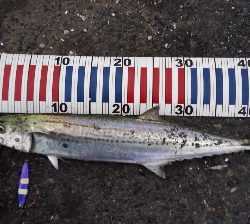 なんとかサゴシに会えた