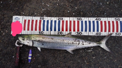 なんとかサゴシに会えた