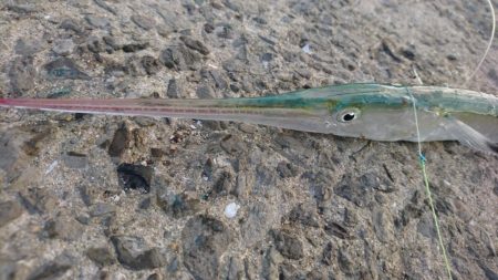 早朝短時間勝負！！