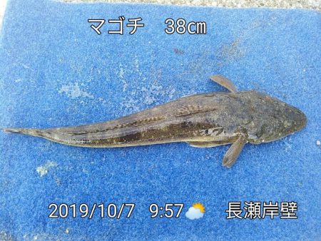 久し振りにマゴチをゲット