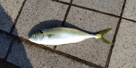 ハマチかと思ったら！？