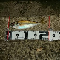 アジが渋いような気がする