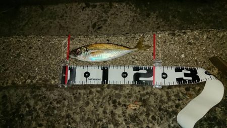 アジが渋いような気がする