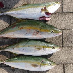 土曜日のコスモ釣果