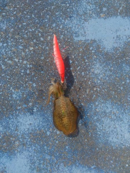 短時間でカマス