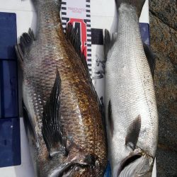 蓋井島フカセとルアー釣り