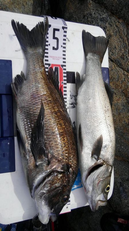 蓋井島フカセとルアー釣り