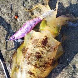 2日続けてスミ1でした