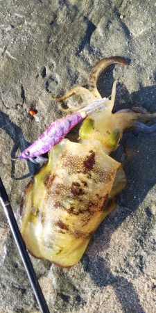 2日続けてスミ1でした