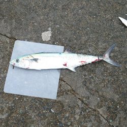 サゴシの群れが小さい？