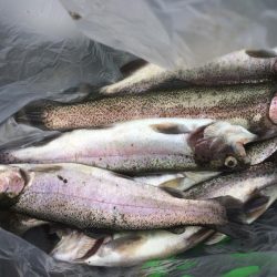 フライとルアー