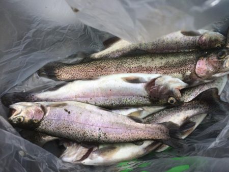 フライとルアー