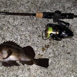 あじメバリング