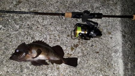 あじメバリング