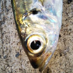 タチウオに会えない