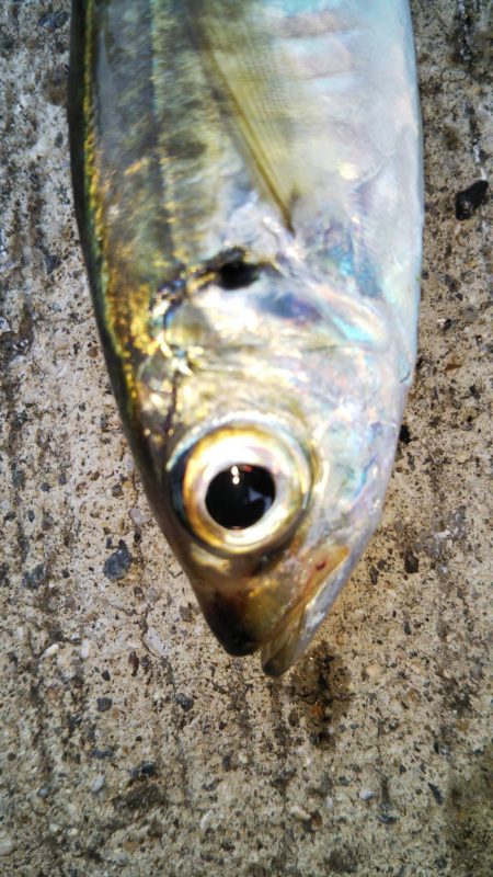 タチウオに会えない