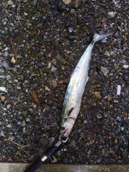 曇のち雨時々サゴシ