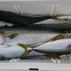 ハマチばっかり