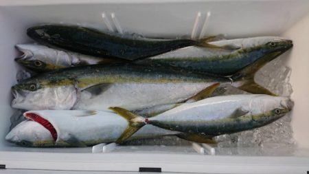 ハマチばっかり