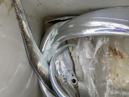 太刀魚！そして良型