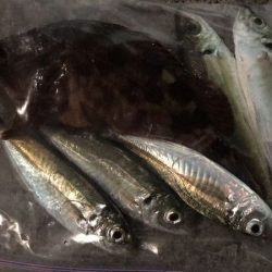 短時間アジング