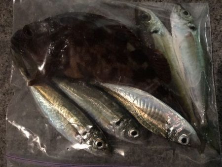 短時間アジング